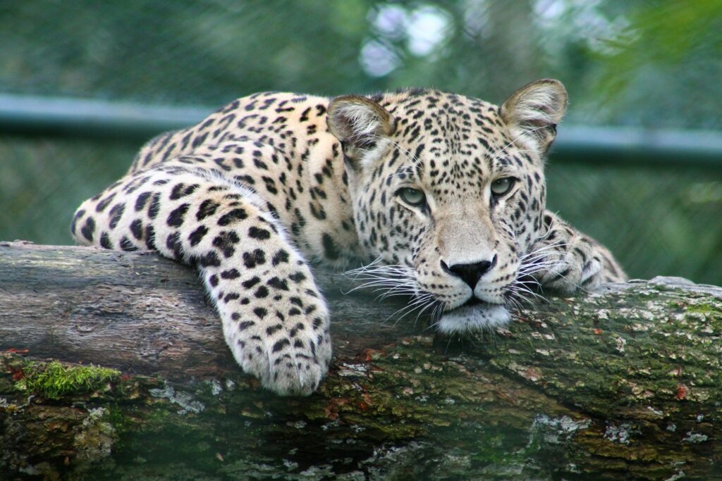 leopard